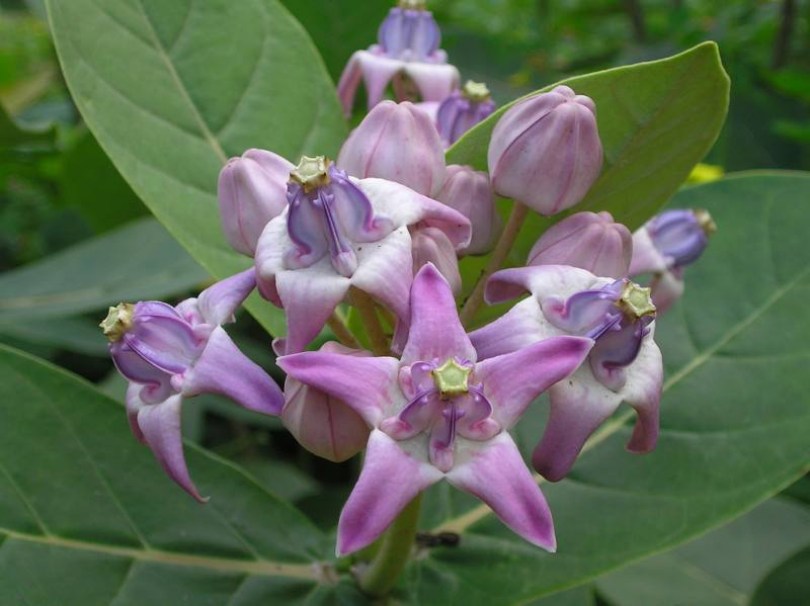 Orgonaszínű koronavirág, Calotropis gigantea, évelő, fásszárú